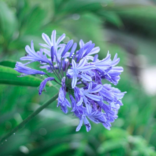 Agapanthus Dwarf Blue 50mm tube - Sunny Coast Nursery